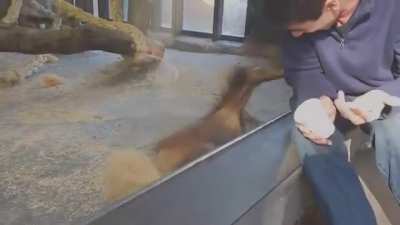 Orslon cada vez que ve un video de monos