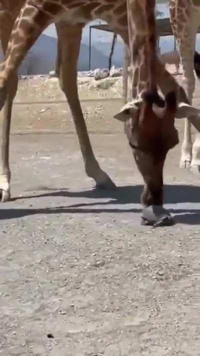 giraffe and tortoise, patience test