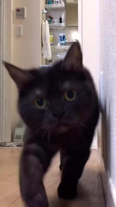 wunk stare