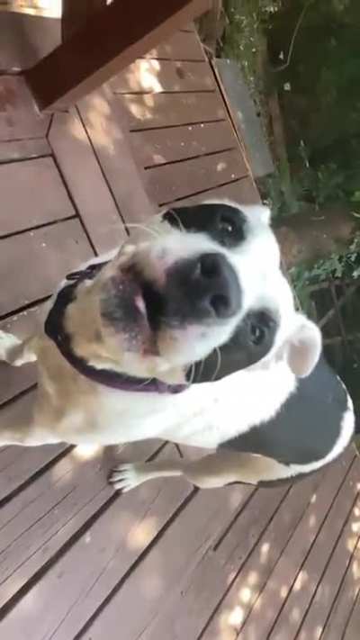 DogCow