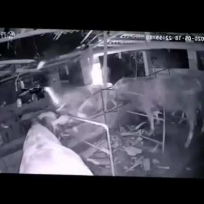 to send the cow back from the UFO
