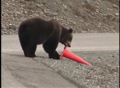 I'm Just a Bear Who Wants a Little Order &amp;amp; Accountability