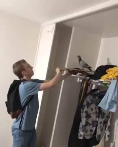 Getting a pigeon out