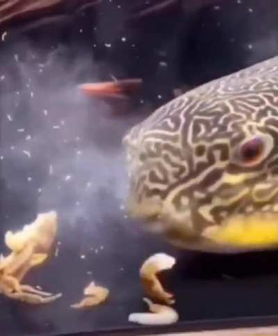 Oh no not Mr. Crabs