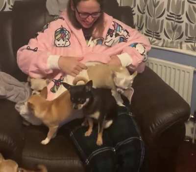 I received a new chihuahua storage garment