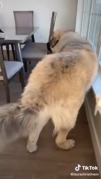 Absolute unit of a dog isn&rsquo;t even at peak absolute unit size yet