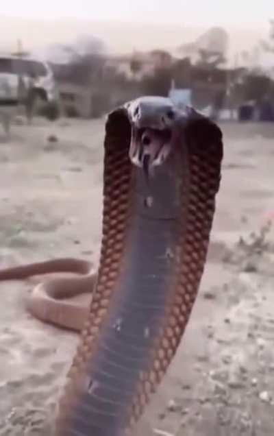 Cobra