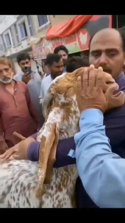 A goat crying after the owner sold it