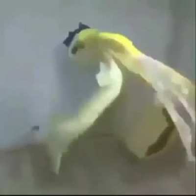 ¿!Pero que acabas de hacer weon!?