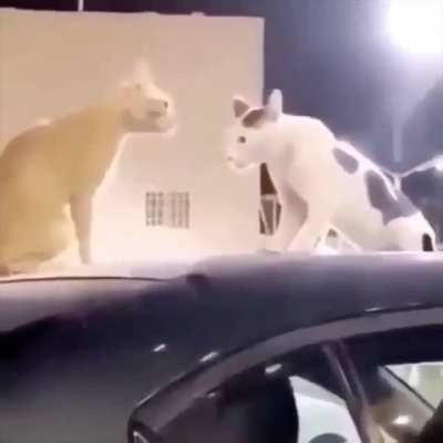 O.o