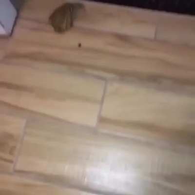 Wait for it