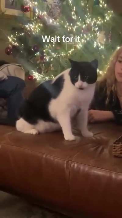 That's a big cat