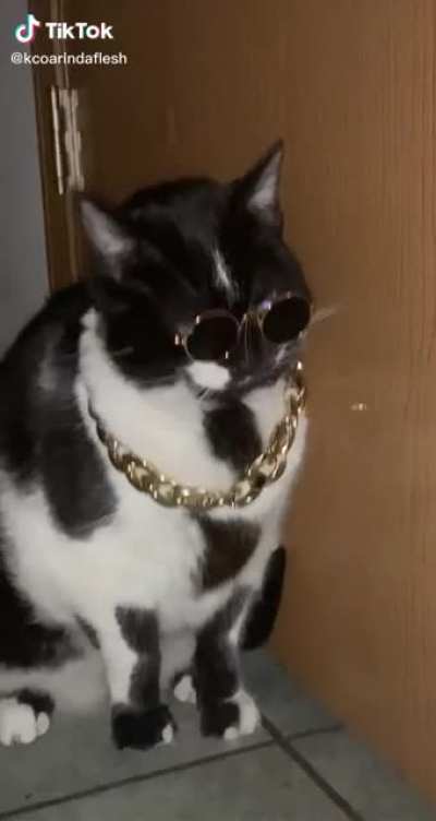 This cat is cooler than me