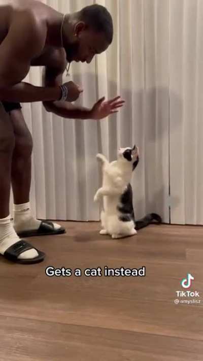 Getting a cat instead