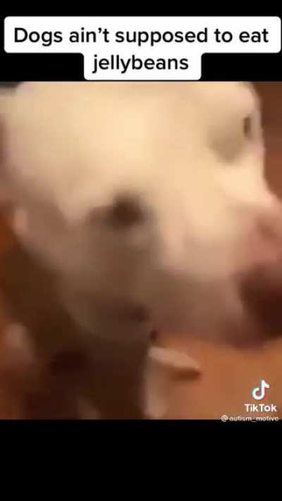 Dogs aren&rsquo;t supposed to eat jellybeans 😤