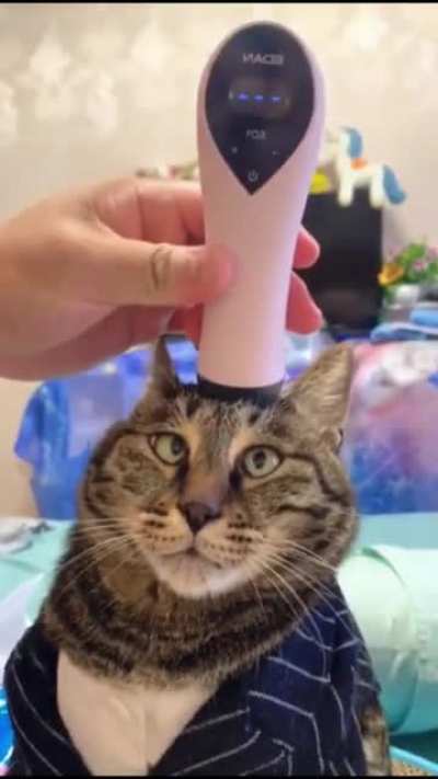 Cat is confused.