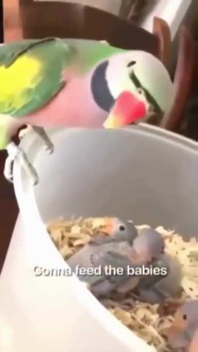 A Mum's work is never done! 🦜🤱😍