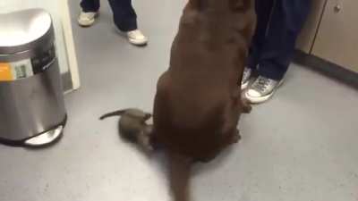 Kitten risks his life to subdue a dangerously wagging tail...