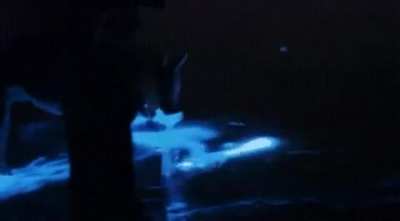 Tiny marine organisms called bioluminescent dinoflagellates can sometimes cause the surface of the ocean to sparkle at night, especially when disturbed by sudden motion. A jogger, dog and bicyclist are seen here causing the water to glow in Tasmania as mi