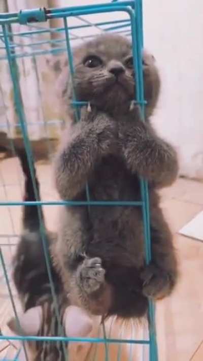 "Please let me out 🥺"