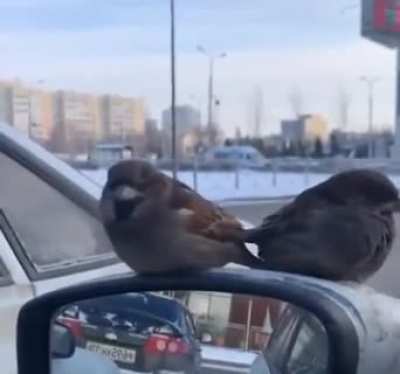 Когда ты суровый Ставрополец, но все видят тебя Диснеевской принцессой.