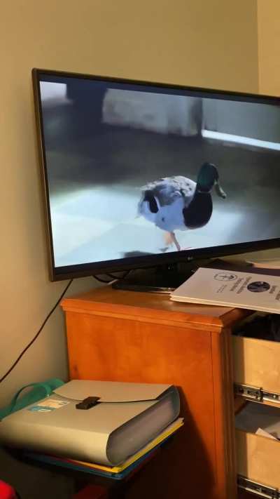Buck a duck