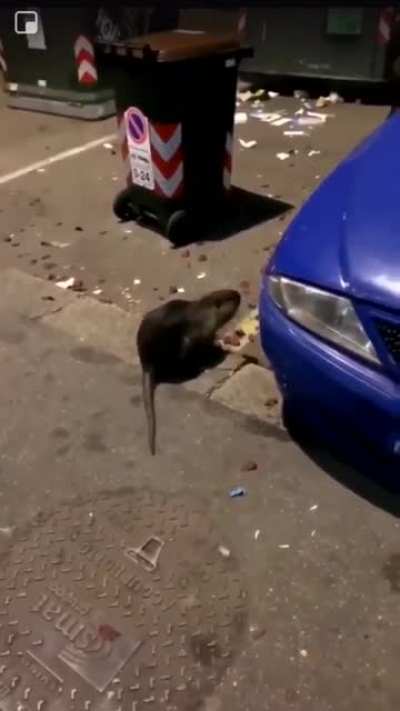 EmiRATi 🐀 spotted on the streets of NYC