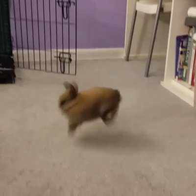 That little hop-turn in the middle is called a "binky" and means this bun is very happy and feels safe.