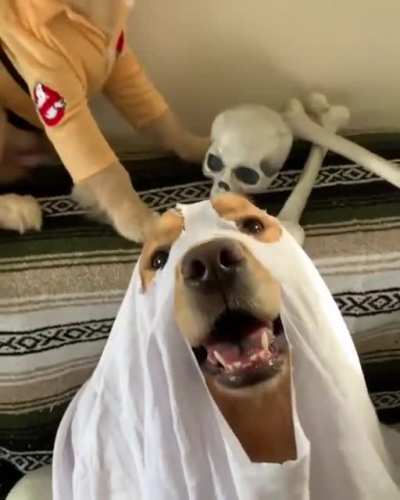Who you gonna call?