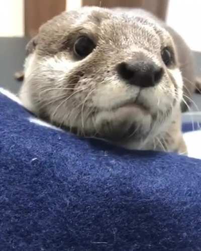 Did someone say otters?