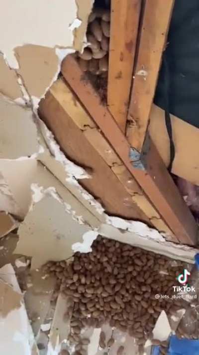 waterfall of nuts