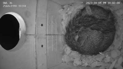 Proof that the best sleep you&rsquo;ll ever get is rainy nights, no matter what creature you are