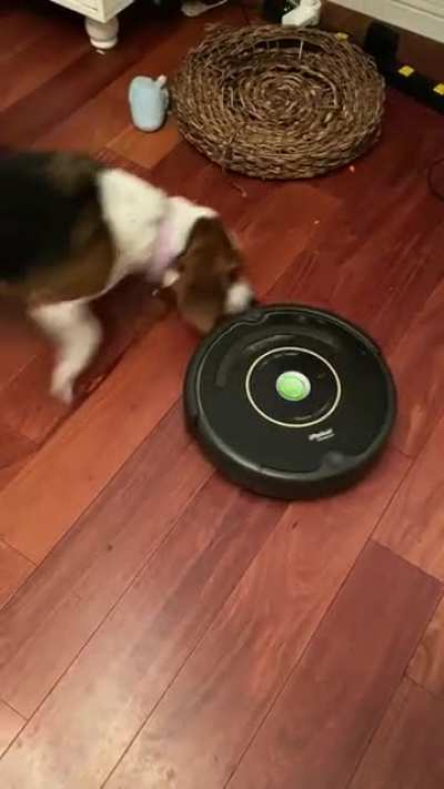 She makes it incredibly difficult for the Roomba to do it&rsquo;s job.
