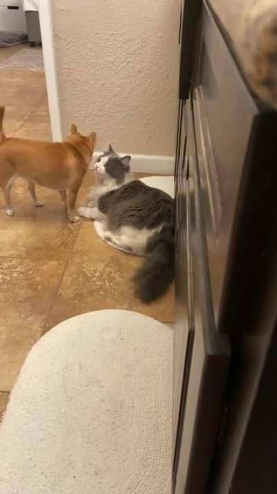 My dog being like lick here, now lick here, ok now here..