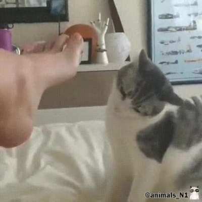 A good foot is a tasty foot