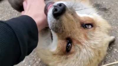 Foxes giggling - I feel ambivalence on this one, it's both cute and creepy