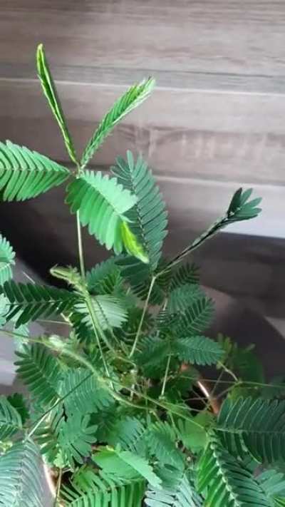 Mimosa Pudica in action, to the request of "touch it."
