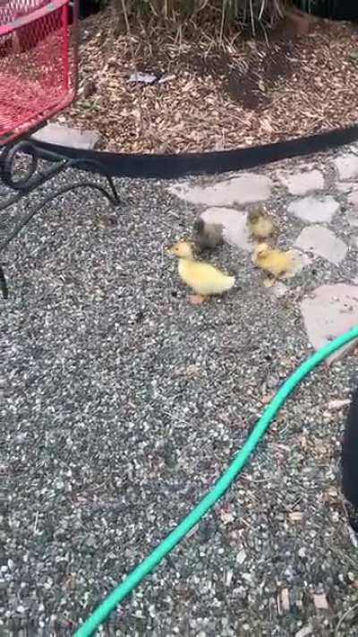 The wee-est of them, little Golden on with the brown head, had really bad splay. 24 hours with a kinetic tape splint later, she&rsquo;s keeping up with the others like nothing happened. What a champ! ❤️❤️❤️ SO MANY PETS FOR THESE DAMN DUCKS