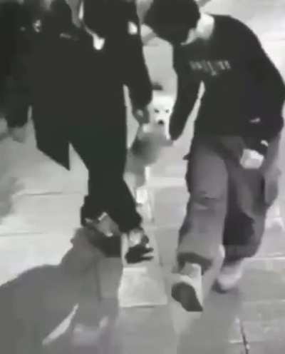 When drunk mates meet the doggo