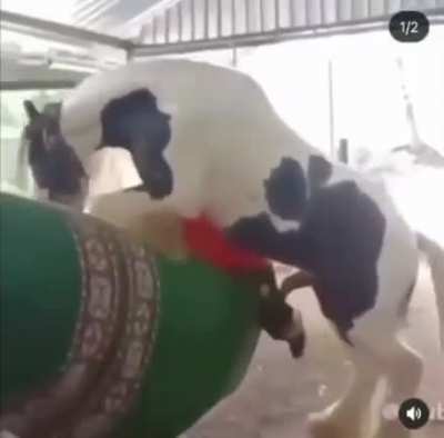 Бедный Педро