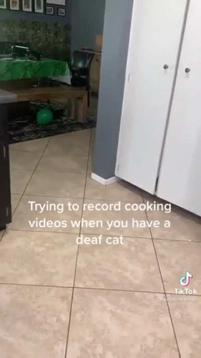 Deaf cat - MeEeoOoW