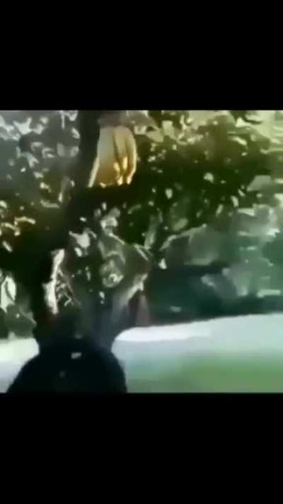 Banan