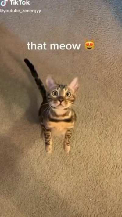 Cat.