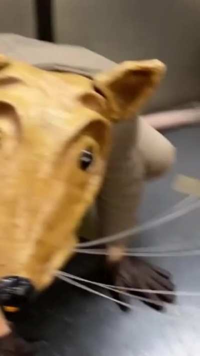 Subway Rat