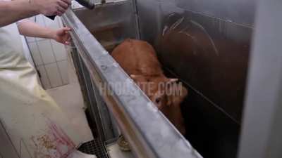 Cow begs slaughterhouse worker not to kill him. Today is the day I commit to a vegan lifestyle.