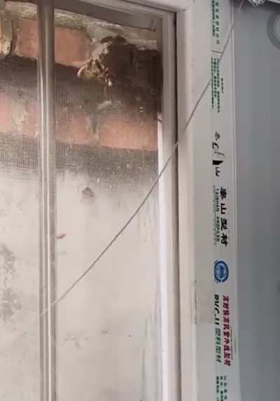 Trying to remove hornets next behind window