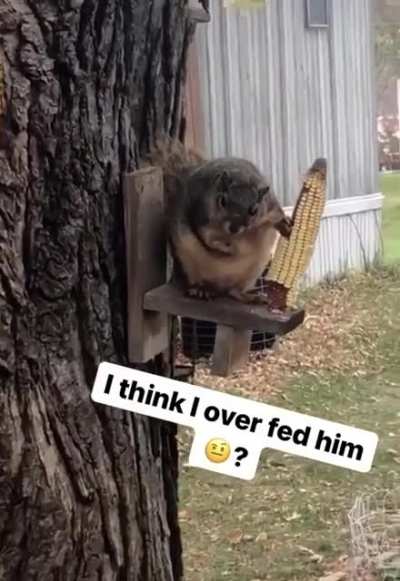 Squirrel in the backyard might be getting a bit too big...