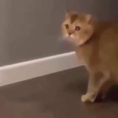 hola como est&aacute;s
