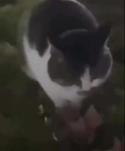 cat is vibing