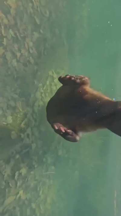 Woman buys swimsuit so she can swim with her beaver friend